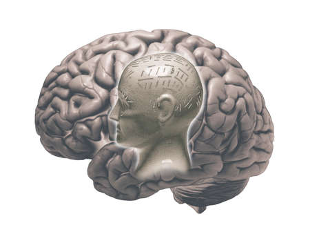 MODEL OF HUMAN BRAIN AND PHRENOLOGY HEAD ON WHITE BACKGROUNDの写真素材