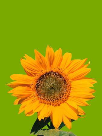 Single yellow sunflower on green backgroundの写真素材