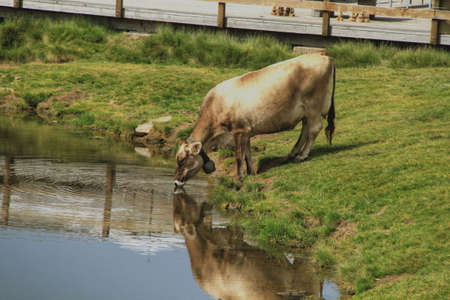 Near a wooden flooring, on a green grass in the Swiss Alpes, the red cow with the big hand bell on a neck drinks water from lake, on water circles disperseの写真素材