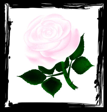 Abstrct white roseのイラスト素材