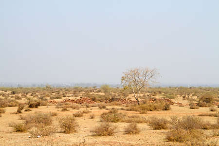 Lonely tree in the desertの写真素材