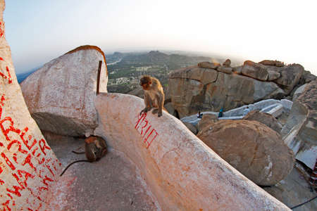 Monkey templeの写真素材