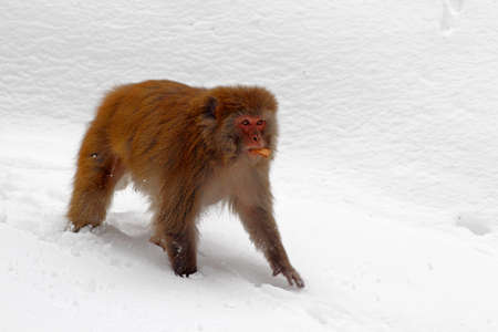 Monkey on snowの写真素材