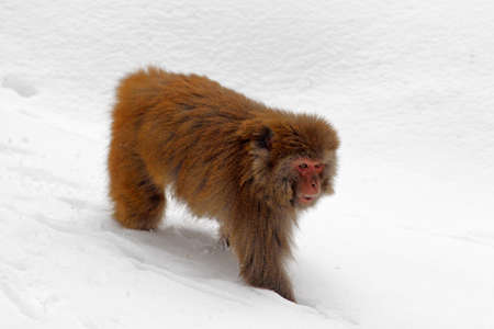 Monkey on snowの写真素材