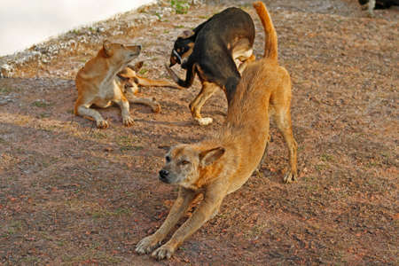 Dogs in actionの写真素材