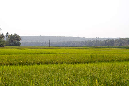 Rice fieldの写真素材