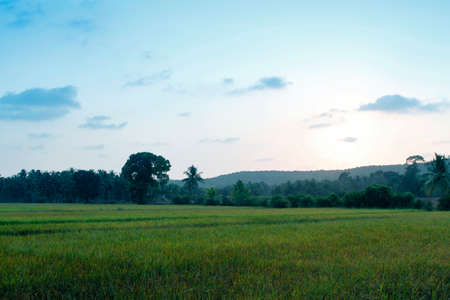 Evening fieldの写真素材
