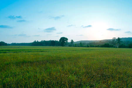 Evening fieldの写真素材