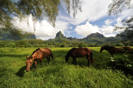 Paradise for Pasture ,Opunohu Bay Mooreaの写真素材