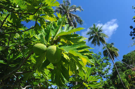 Breadfruit treeの写真素材