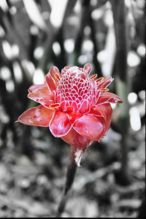 Torch Gingerの写真素材