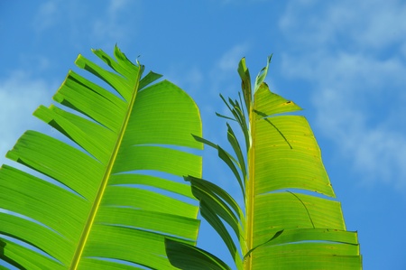 Banana leaf Moorea