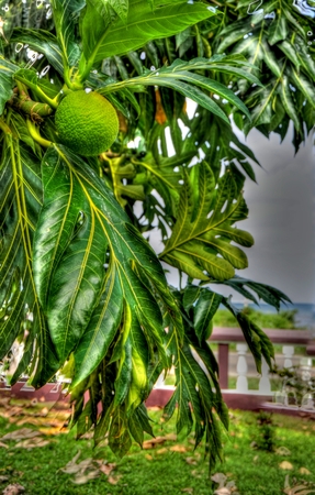 Breadfruit Tahitiの写真素材