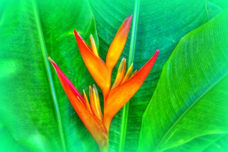 Heliconia Flower Moorea  の写真素材