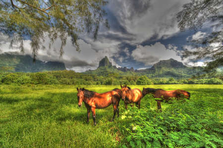Moorea pastureの写真素材