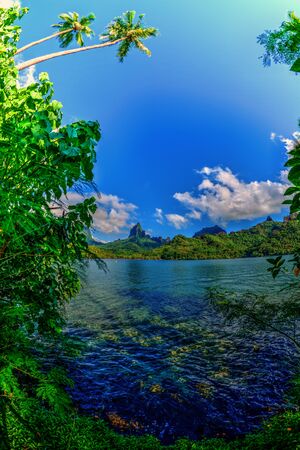 Sharkstooth Mooreaの写真素材