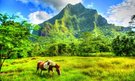 Painted Horse,Mooreaの写真素材