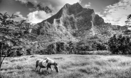 Painted Horse,Mooreaの写真素材