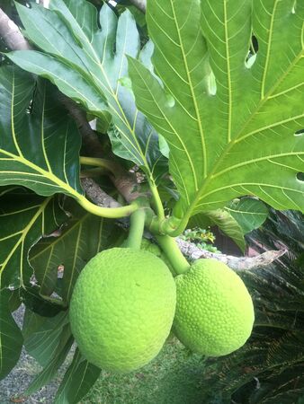 Breadfruit So Pacific