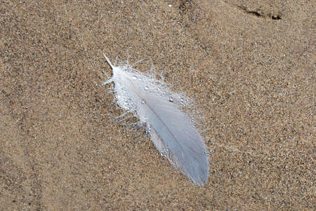 Single feather on river sandbarの写真素材