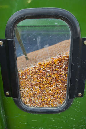 Grain draining out of a field wagon