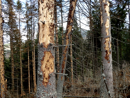 dead spruce forest, bark beetle calamity