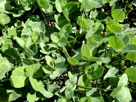 green leaves of clover in a meadow,Green Clover  Background