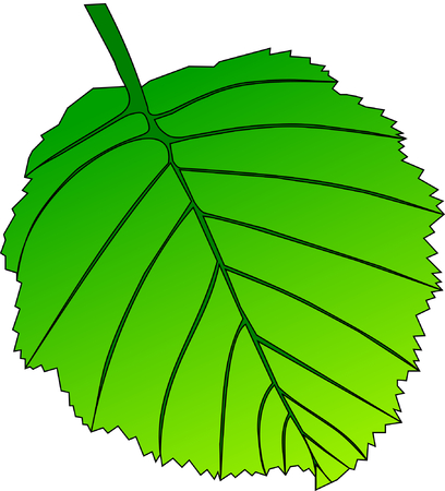 leaf alder, vector, isolated alder leaf,のイラスト素材