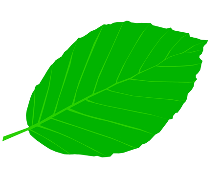 beech,Fagus sylvatica, vector, isolated beech leaf,のイラスト素材