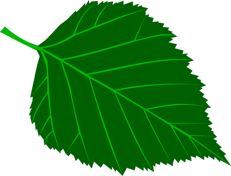 birch, Betula verrucosa, vector, isolated birch leaf,のイラスト素材