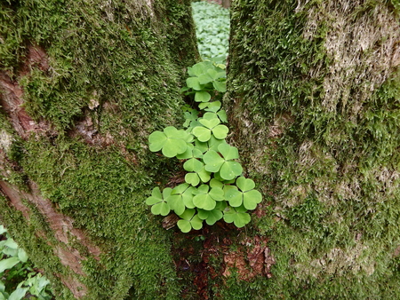 Wood-sorrel (Oxalis acetosella) backgroundの写真素材