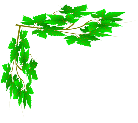 green twig, vine leaves,green vineのイラスト素材