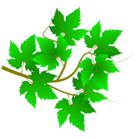 green twig, vine leaves,green vine,のイラスト素材