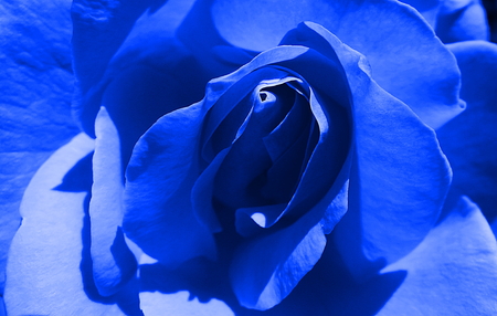 rose flower ,rose, eglantine, dog-rose, blue rose flowerの写真素材