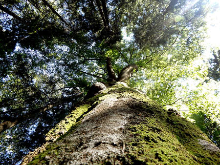 old beech