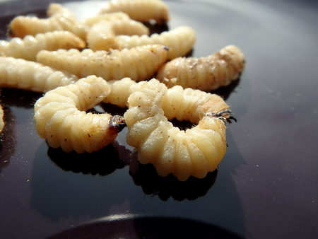 white larvae, larvae  beetle ,Sickening animal,の写真素材