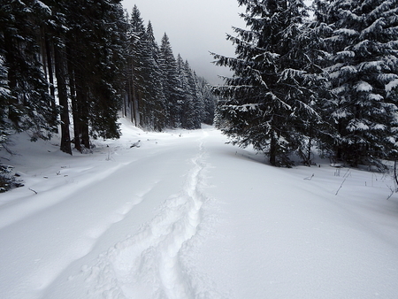 Winter landscape with footprints on a fresh snow