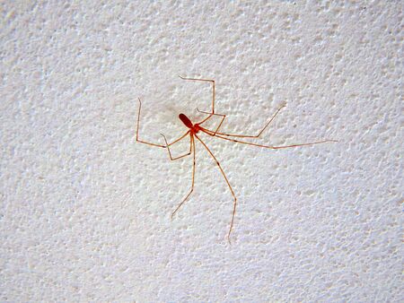 spider on white wallの写真素材