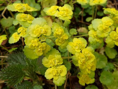 Yellow spring forest flower, saxifrage, (Chrysosplenium alternifolium)