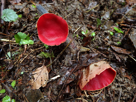 Scarlet Elf Cup Fungus,(Sarcoscypha coccinea)の写真素材