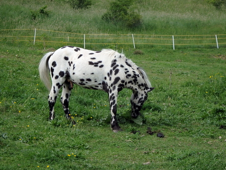 Grazing pony , Beatiful pony horse on the green meadowの写真素材
