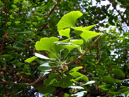 Green leaves ginkgo biloba, ginkgo - tree with green leaves,