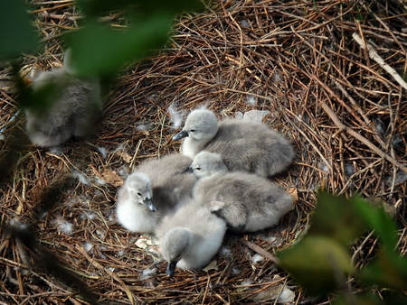 Family of swans, swan,(Cygnus olor)の写真素材