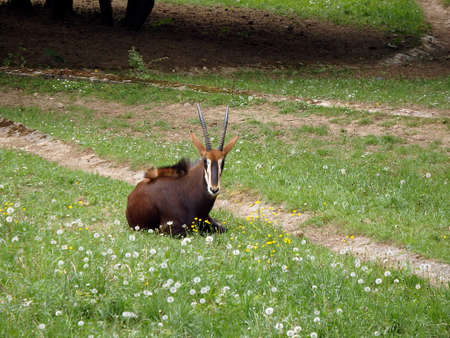 Sable antelope, (Hippotragus niger)