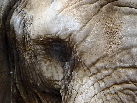 Elephant - skin and eye - detail, Elephant skin background,の写真素材