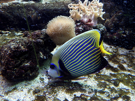 Emperor Angelfish fish on coral reef, (Pomacanthus imperator)