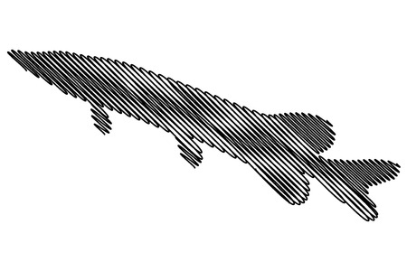 Pike silhouette vector, (Esox lucius),のイラスト素材