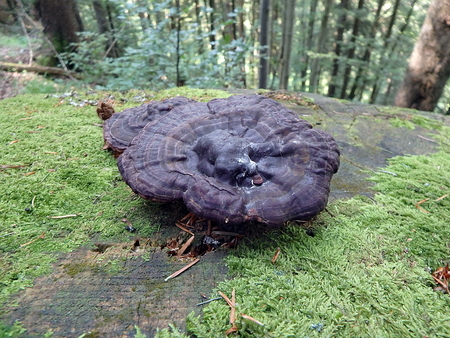 mushroom on a green wooden plank, mushroom in the woodsの写真素材