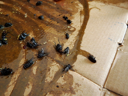 Flies caught on sticky fly paper trap