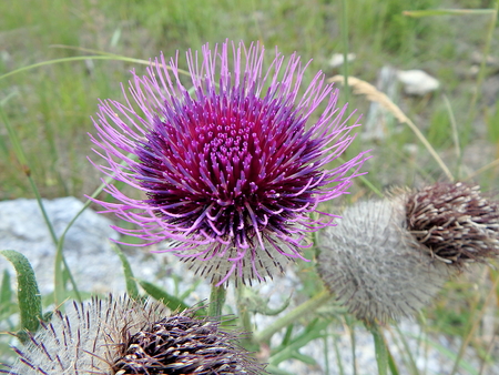 Beautiful violet thistle, purple thistle,の写真素材